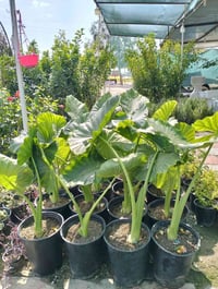 أذن الفيل • خانقين • توصيل