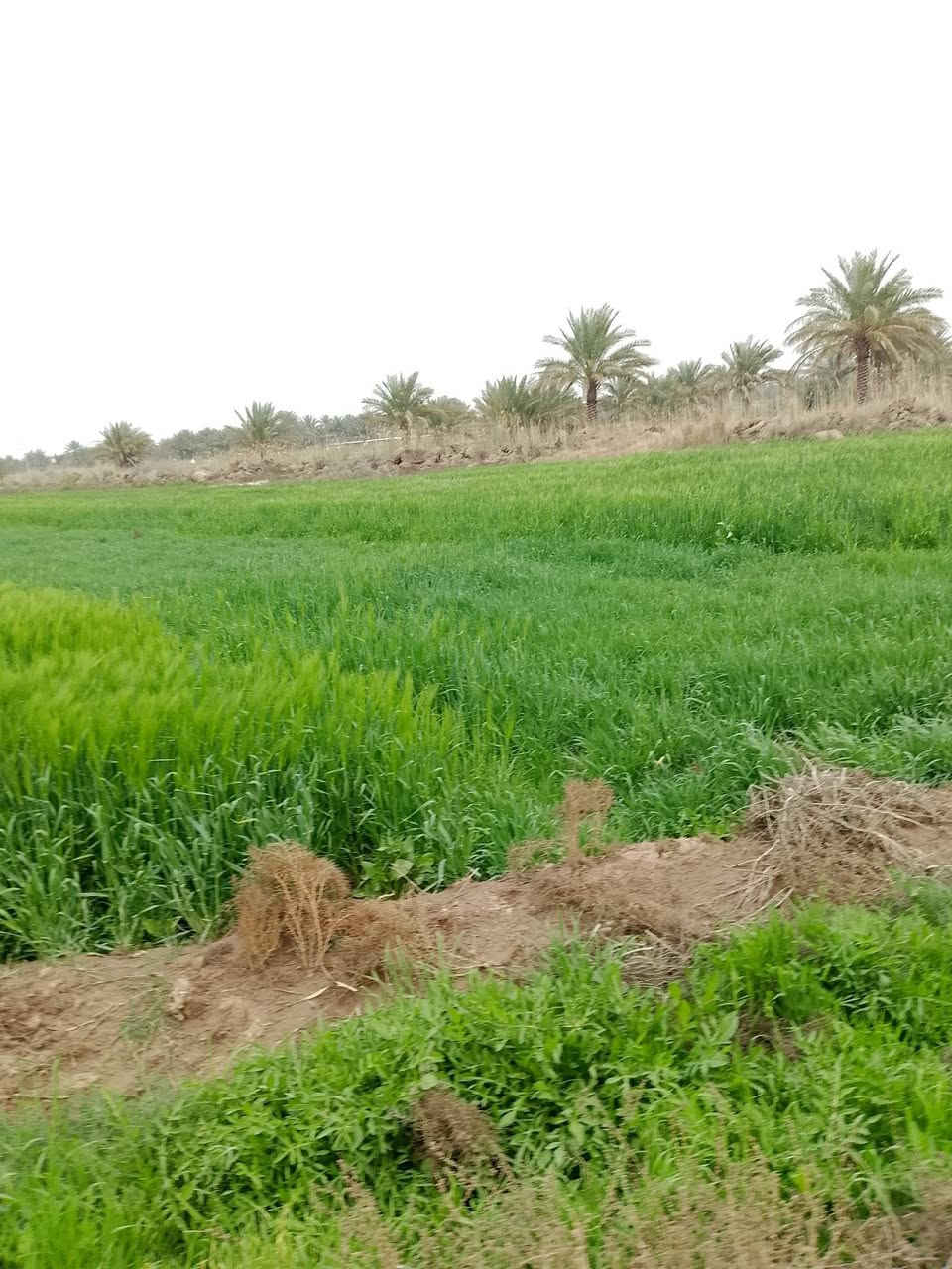 سلام عليكم ✨🚩عرض جديد 
قطعه ارض المساحه 24دونم ✨🚩
طابو زراعي سند 25✨🚩
الخدمات كلها قريبه عليها كاع زراعيه حلوة ✨🚩
ماء سقي متوفر ✨🚩
تنباع كلها او مفرد ✨🚩
العنوان طريق السده محاويل منطقه الحصن ✨🚩
تبعد عن الشارع السايدين تقريباً 750متر ✨🚩
نزال كله تبليط ترابي 150متر فقط تصلح سكن او زراعه ✨🚩
اتصل ‏‪***********‬‏ 
او تعال خاص 
السعر خاص ✨🚩
