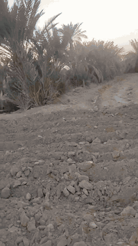 كاع خمسة دونم وبيت بيه غرفتين وصاله ومطبخ صيحيات اربعه متوفر بي كهرباء وماي اساله ميزانيه كاع بيه 40نخله و رمان 18نبكايه وتين وعنب وتكيه 18مشمشه بيه ماي برينه وماي اساله و كهرباء رقم ***********عنوان منطقة عزيز الله جاي من عزيز الله بكلوين يم مدرسه الزياتكاع خمسه دونم وبيت بيه غرفتين وصاله ومطبخ صيحيات اربعه متوفر بي كهرباء وماي اساله ميزانيه كاع بيه 40نخله و رمان 18نبكايه وتين وعنب وتكيه 18مشمشه بيه ماي برينه وماي اساله و كهرباء رقم ***********عنوان منطقة عزيز الله جاي من عزيز الله بكلوين يم مدرسه الزيات
