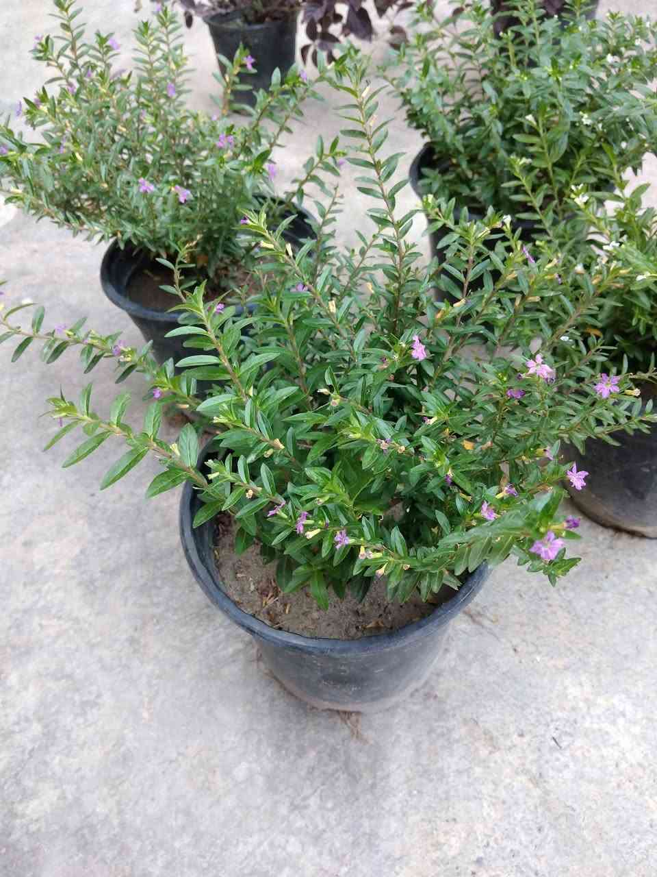 ياس امريكي السعر 3ألاف ثنين ب5🌿
✨ ورود يومية بأجمل الألوان
🚚 توصيل مجاني داخل هبهب
📍 أقرب نقطة دالة: قرب مدخل المجمعات
📩 للطلب مراسلتنا خاص


**إذا كنت صاحب هذا الإعلان وتريد حذفه لأي سبب، رجاءا أرسل رسالة إلى الدعم الفني**