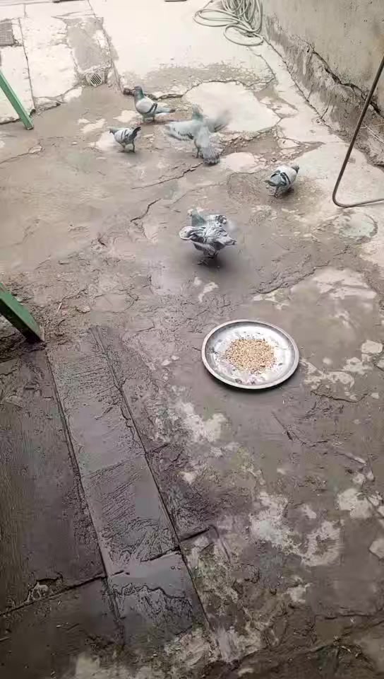 زواجل للبيع العدد 4 زواج سعر الزوج 10 بيهن رابطات وبيهن لا وذه بيعه وحده على 8 الزوج قفل  وبل عافيه على الياخذهن كله طيره وفحل ومزاويج على وجه مبياض العنوان بغداد الامين الثانيه قرب جامع المحسن للستفسار ***********/ ***********
