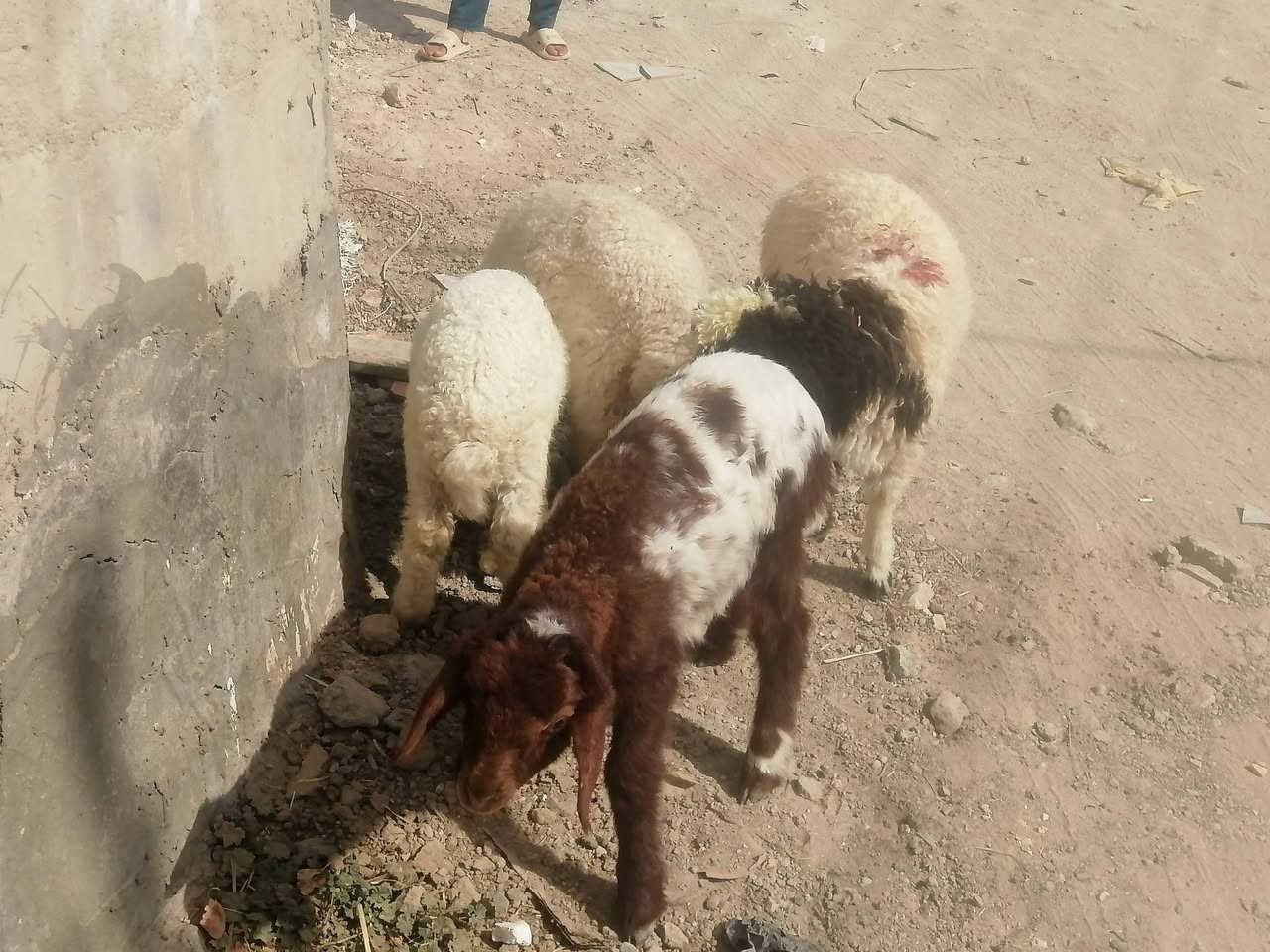 طليان لبيع العدد ٤ شرط الصحاه الجني مكفولات صحيات نضيفات مناسبات ١فحل و٣ نثايه يرهمن نذر يرهمن جني
المكان دوانيه قضاء الشاميه
السعر الوحد ١٧٥ بيهن مجال للشراي يخابر بيه خير ويدلل ***********
طليان لبيع العدد ٤ شرط الصحاه الجني مكفولات صحيات نضيفات مناسبات ١فحل و٣ نثايه يرهمن نذر يرهمن جني

