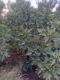 طابو زراعي • دونم ونص • طريق السنية