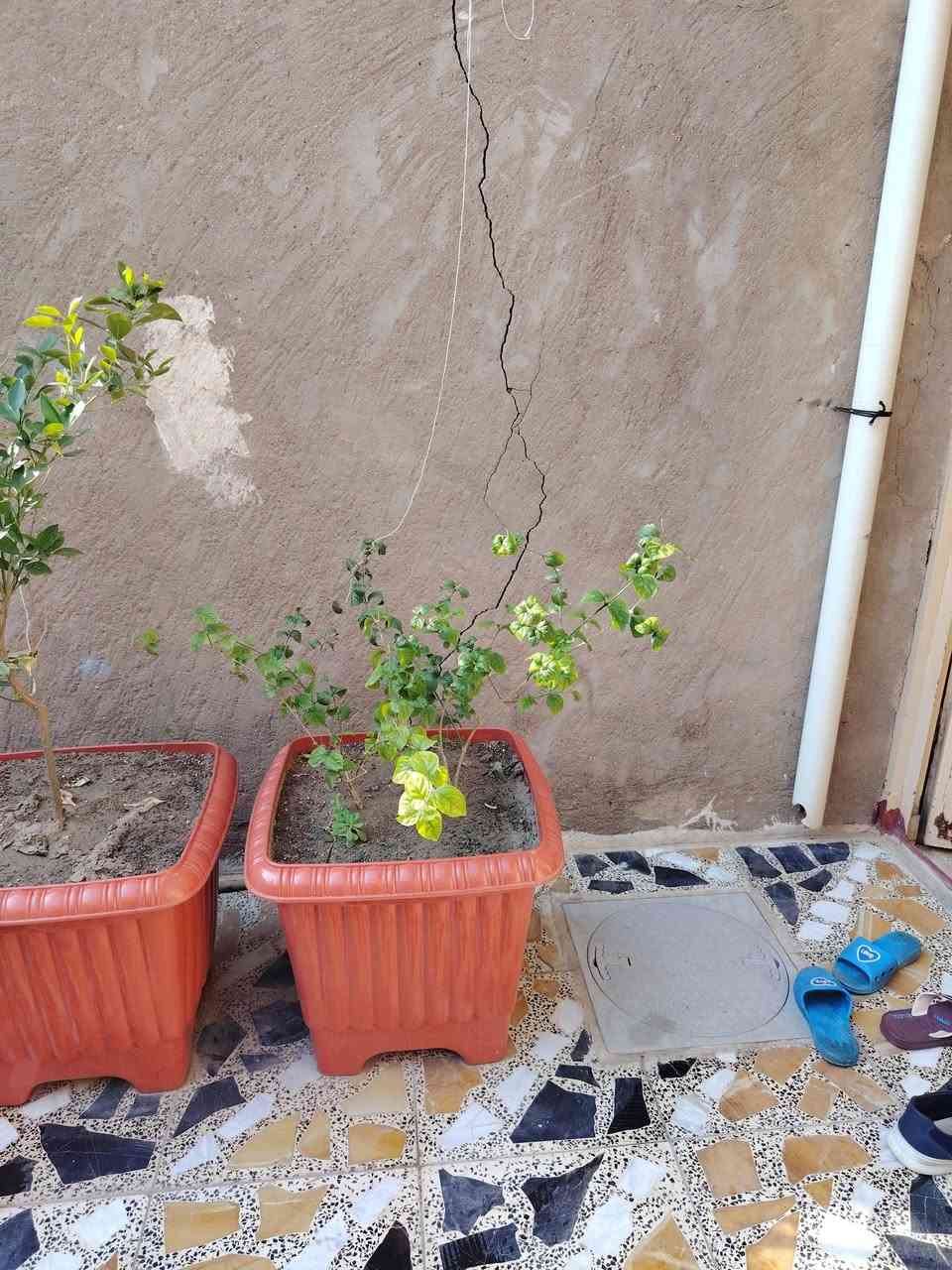 الي ما عنده حديقة هذه السنادين تفيده أكبر حجم رارنج صيني ورارنج عراقي وورد رازقي وبرتقال عراقي واكاسه ام الورد الصفر سعر الوحده ٣٥ الف الاتصال ***********
