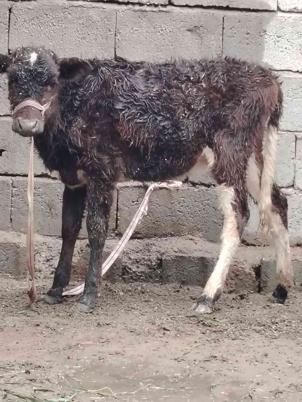 السلام عليكم
للبيع حوليه جنس ترهم ربط وجنيه عمرها ٤ أشهر وشرط النصاحه السعر 725 وبيها مجال قليل الاستفسار الاتصال على الرقم *********** // ***********
