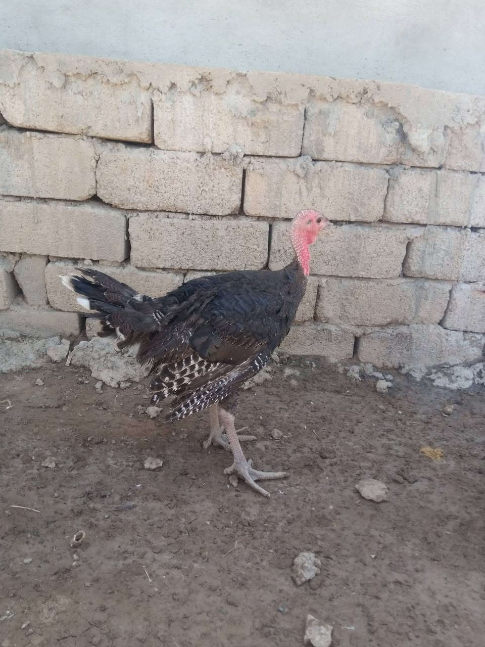 السلام عليكم ورحمه صوصي علو للبيع فول العدد 30 الواحد على 20 نهايته اتصال على الخط *********** ناحيه العياضيه قريه خرمر
