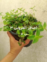 نبات دمعة الطفل • أحجام وسط • توصيل بغداد