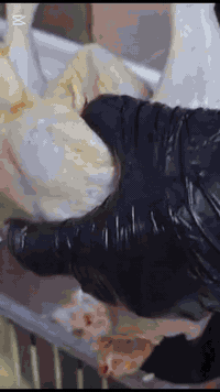 ذي قار _ الشطرة _حي المعلمين_ قرب دائره مجاري حي المعلمين بتجاه تقاطع الكص _ رقم المطعم *********** وكل الهلا بيكم .
