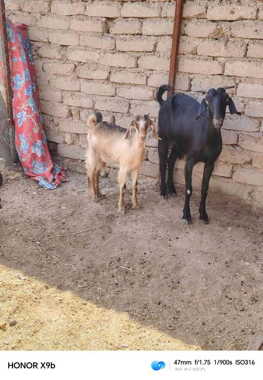 يا الله  صخله مطفل والدة 3 بطون وراهة نثياية 2 او كافزة صار 20 يوم صحة خير من الله سعر خاص مكان ديالى تقاطع الوجيهية هاذة رقم ***********
