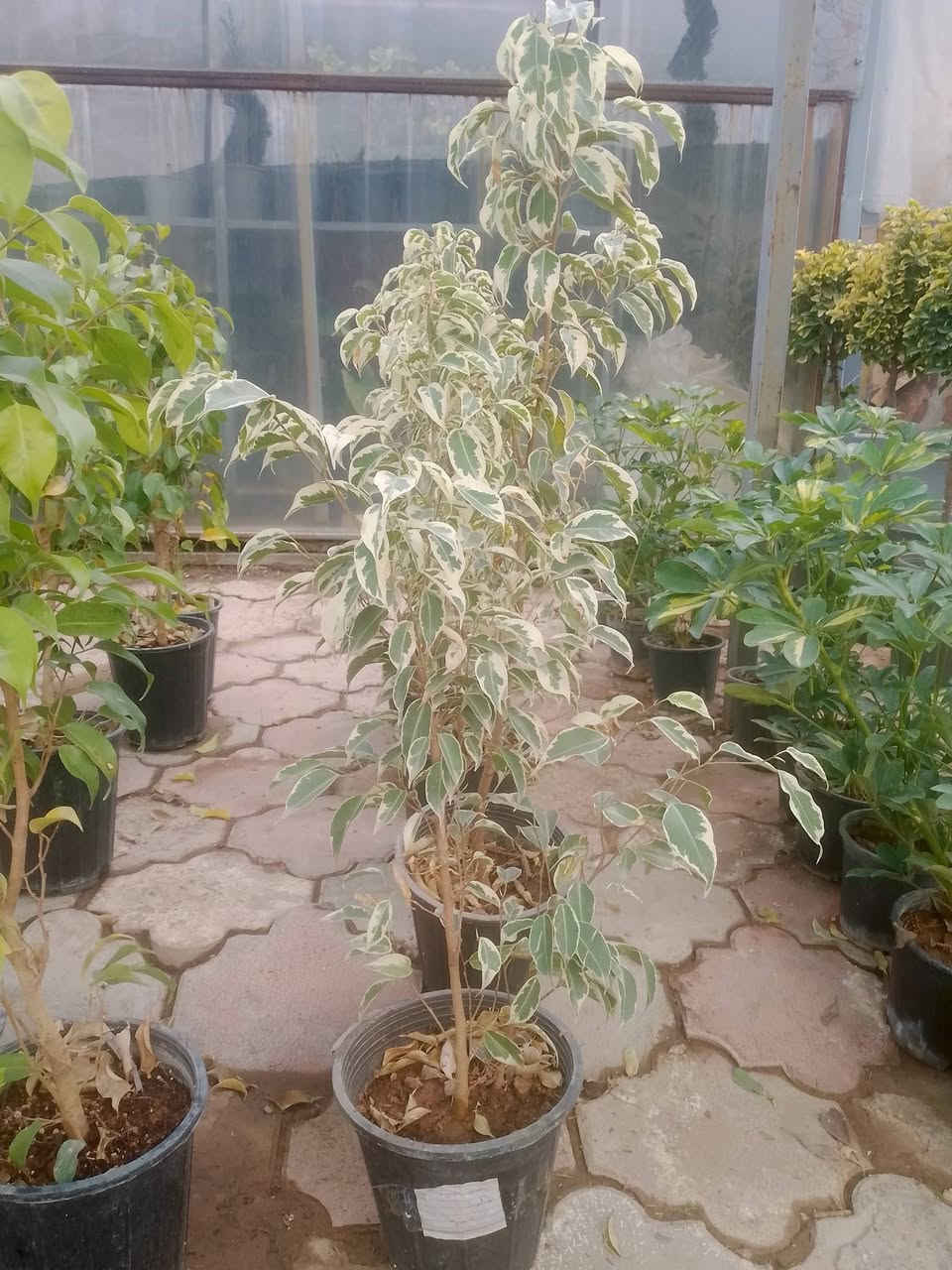 أهلاً بك في مشتل ميرنا، حيث نؤمن أن كل بذرة هي وعد بحياة خضراء، وكل نبتة هي حكاية نمو نرويها معك. نحن لسنا مجرد مكان لبيع الشتلات، بل نحن شركاؤك في تحويل مساحاتك الخاصة إلى جنات غناء تنبض بالحيوية والجمال.
🌿 رؤيتنا في مشتل ميرنا

في مشتل ميرنا، نسعى لأن نكون الوجهة الأولى لكل عشاق الطبيعة والجمال. نجمع بين الخبرة الزراعية العميقة واللمسة الفنية المعاصرة لنقدم لكم مجموعة مختارة بعناية من النباتات التي تناسب مناخنا وتضفي لمسة من السحر على منازلكم وحدائقكم.

🌱 ما الذي يميزنا؟

نحن في مشتل ميرنا ندرك أن النبات يحتاج إلى أكثر من مجرد ماء؛ إنه يحتاج إلى العناية والشغف. إليك ما نقدمه:

تنوع استثنائي: نوفر تشكيلة واسعة تشمل الأشجار المثمرة، زهور الزينة الموسمية، والنباتات الداخلية (الظلية) النادرة.

جودة تضمن الاستدامة: شتلاتنا تخضع لرقابة زراعية دقيقة، مما يضمن لك نباتات قوية، خالية من الآفات، وجاهزة للازدهار في بيئتها الجديدة.

استشارات زراعية متخصصة: فريقنا ليس مجرد بائعين، بل هم خبراء زراعيون مستعدون للإجابة على تساؤلاتكم حول طرق الري، التسميد، واختيار الموقع الأمثل لكل نبتة.

تنسيق الحدائق (Landscaping): نساعدك في تصميم وتنسيق حديقة أحلامك، سواء كانت حديقة منزلية صغيرة أو مساحة خضراء واسعة، مع مراعاة التوازن البصري والاحتياجات البيئية.    توصيل داخل اربيل 

تصال ارقام تاليه ***********.    ***********

يوجد جمله    مفرد
