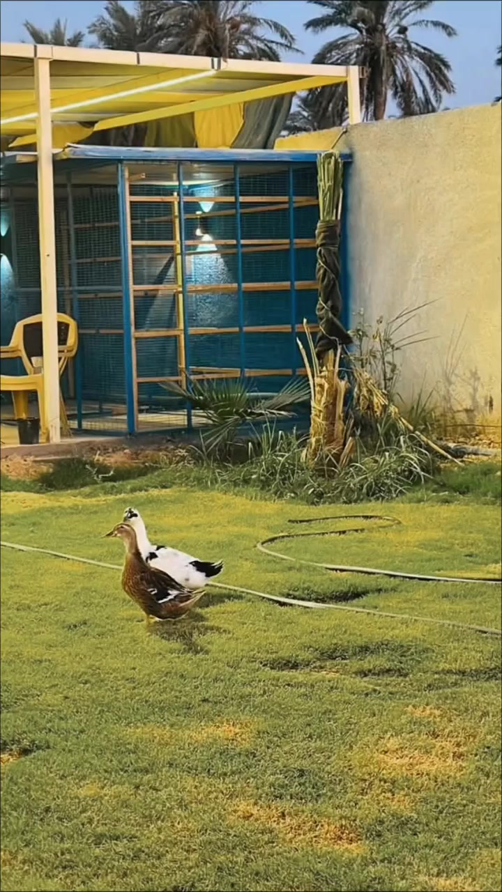 منتجع النجمه البيضاء متوفره ايام العيد مسائيه او صباحي طيلت ايام العيد شباب او عوائل اهلا وسهلا بيكم جميعآ *********** للحجز والاستفسار التواصل واتساب صلاح الدين بلد انسب الأسعار
