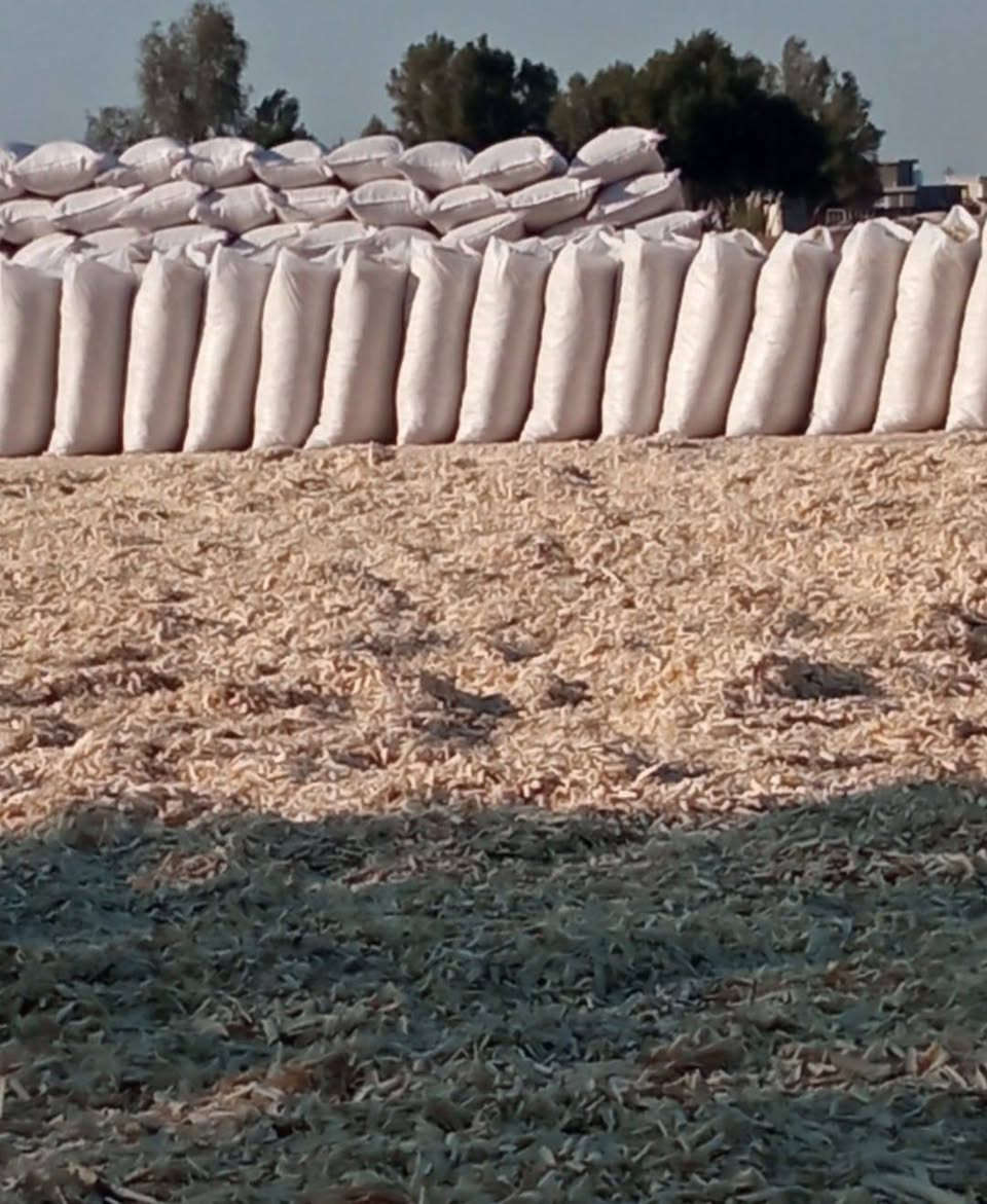 بسم الله الرحمن الرحيم

السلام عليكم أخوان مربي الدواجن توجد نشارة بيضاء بأسعار مناسبة اقل طلب ٥٠ كيسا الية للاتصال على الرقم التالي ***********

ملاحضة أطلب النشارة قبل موعد  الحاجة إليها بأيام بسبب تراكم الحجوزات
