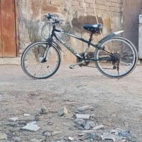 باسكل جبلي • ياباني • قضاء المدينه بصره