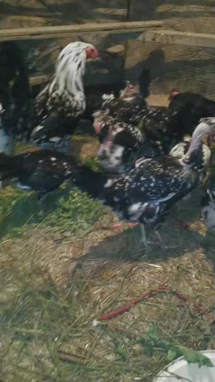 السلام عليكم ورحمه الله وبركاته 

متاح بيض تفقيس نفس دجاج لي بالمنشور خزن جديد 

للحجز  خاص 

توصيل موجود حسب الاتفاق

المكان الانبار


**إذا كنت صاحب هذا الإعلان وتريد حذفه لأي سبب، رجاءا أرسل رسالة إلى الدعم الفني**