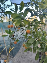 مشتل • أسعار مناسبة • مقابل البنفسج