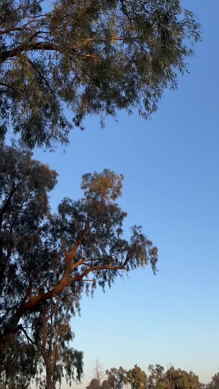 سلام عليكم. دراجه. سيجي. ارشه. موديل. 18. شرط. الفحص. ولفصله. للبيع. ومراوس. مفتوحه. مره. وحده. دبلات.  امامي. جديد. وياله. جديد. تانكي. جديد. انطيها. بشرط. من. كلشي. الدراجه. مناقصها. شي. شغل. وطلع. محرك. ناعم. سعر. ٣٥٠. وبيها. مجال. قليل. ومراوس. هم. يرهم


**إذا كنت صاحب هذا الإعلان وتريد حذفه لأي سبب، رجاءا أرسل رسالة إلى الدعم الفني**