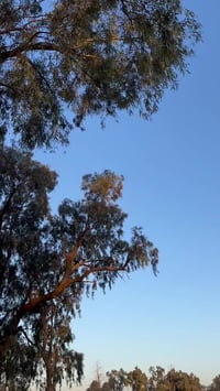 سيجي • ٢٠١٨ • محرك ناعم