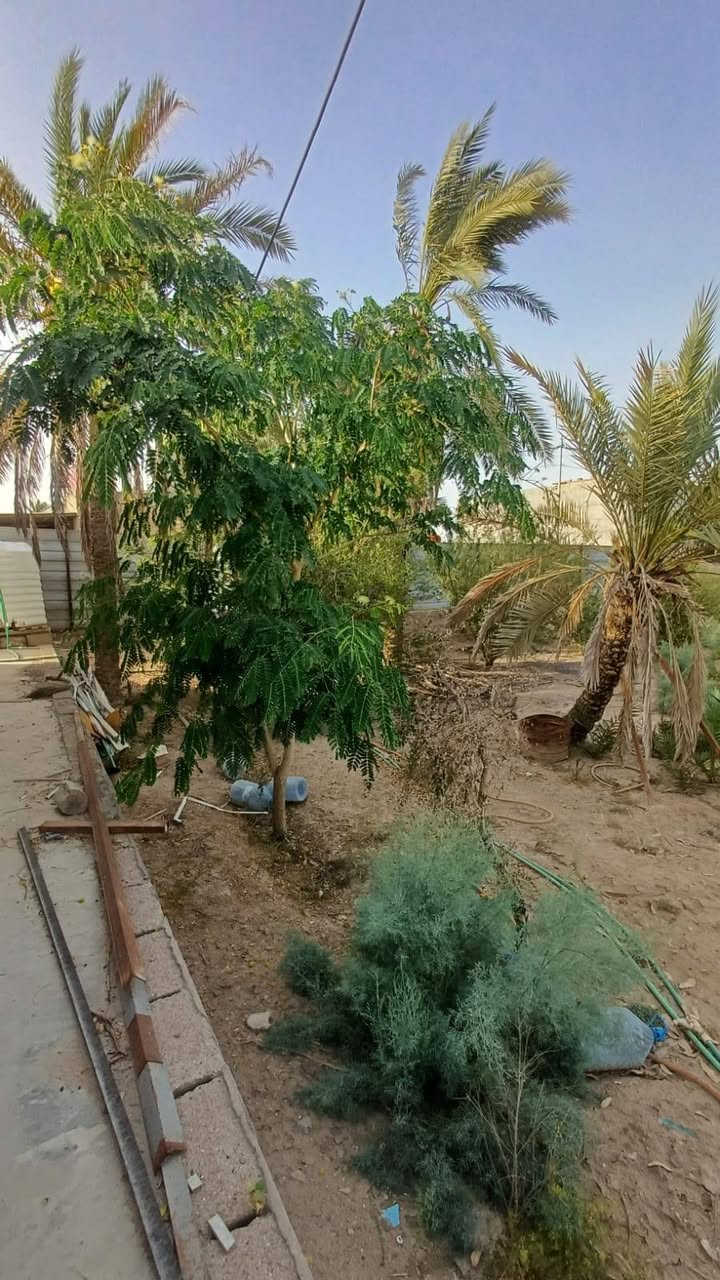 🌴 دونم للبيع في موقع مميز – أبي الخصيب 🌴
فرصة رائعة لامتلاك عقار مميز مطل على نهر جارٍ في منطقة هادئة وجميلة، مناسب للسكن أو الاستثمار أو الاستراحة العائلية.
🔹 المساحة: دونم كامل
🔹 السند: طابو ملك صرف – تحويل باسم المشتري مباشرة
🔹 الموقع: مطل على نهر جارٍ
🔹 يحتوي على: عدد من النخيل والأشجار المثمرة
🔹 مسيج بالكامل من جميع الجهات
🔹 يتضمن دار استراحة (كرفان) جاهزة للاستخدام
🔹 قريب من الشارع العام الداخلي (السايدين)
🔹 العنوان: البصرة – أبي الخصيب – طريق الصحراء
✨ موقع مميز يجمع بين الهدوء والطبيعة وقرب الخدمات، ويصلح للسكن أو للاستثمار أو كاستراحة خاصة.
📞 للاستفسار والاتصال:
*********** البصرة, العراق
