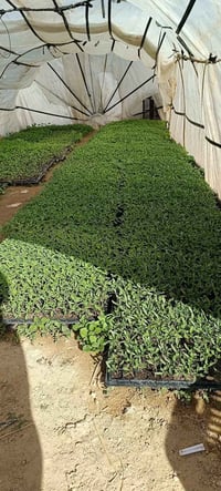 شتلات طماطه • زرع خير • طريق نجف كربلاء عمود ٤١٠