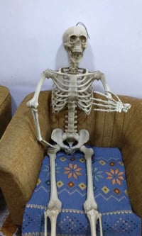 هيكل عضمي • بابل • للبيع