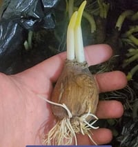 سڵاو هاوڕێیان پیازی نێرگس ئێستا بەردەستە بە هەرزانترین نرخ بۆ داواکردن...