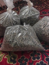 بذور بانيه • كمية محدودة • السماوه