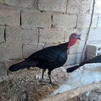 فحل فسيفس • شارع عشرين • دكان الخضرجي