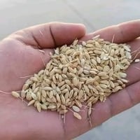برنجي • رز • تمن • برنج كوردي • كوردي