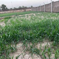 ٥ دونم • طابو زراعي • منطقه الحكانيه