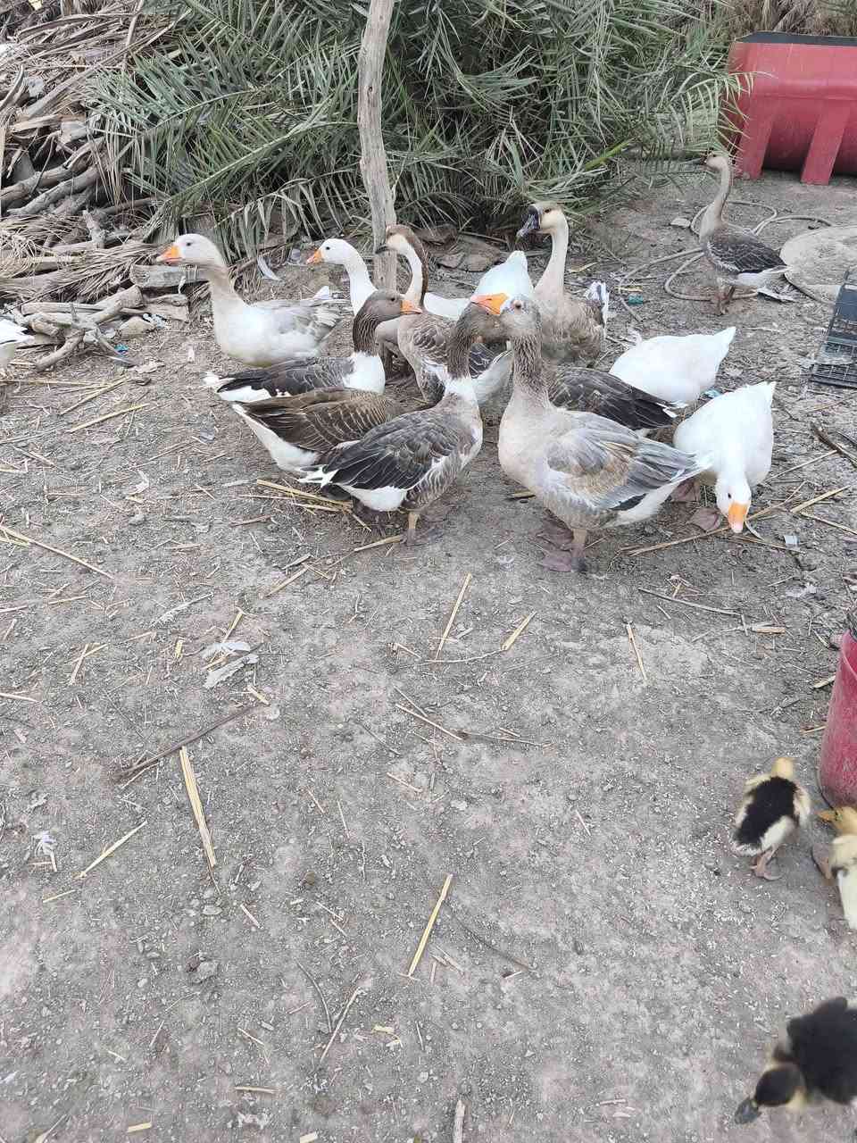 متاح بطوط عرب كله حايل وكبار  وسمان ونضيف شرط النضافه والصحاوه سعر الزوج ٤٥
توصيل موجود 
المكان الديوانية...***********
