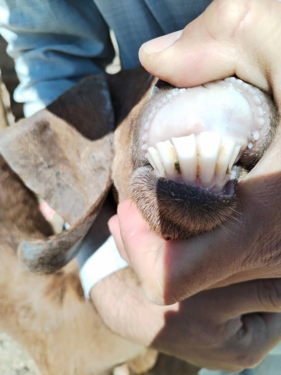 5معزه سن وشطر ونصاح مال مجنوي شرط نصاح سعر زوج 390 اي استفساراتصل علا رقم *********** مكانه حديثه .الخفاجيه
