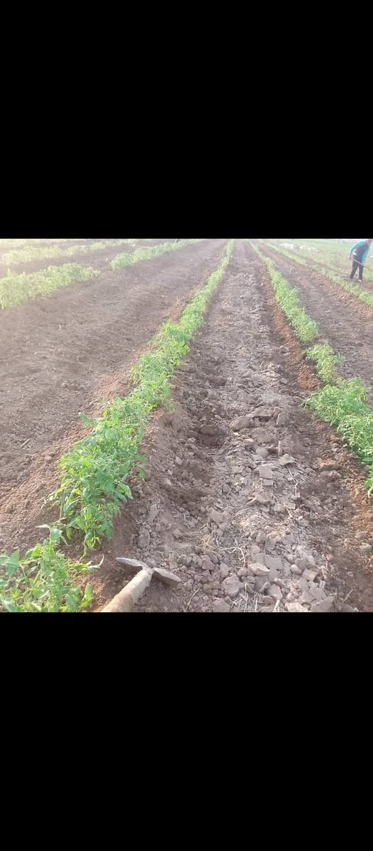 سلام عليكم يوجود كادر عمال تتريب طماطه درجه اولئ  / بلضافه شغل بساتين عنب أو غيره ورزق ع الله أتصل وبيك خير ودلل ***********
