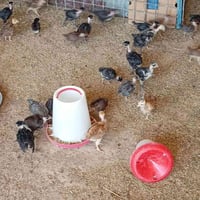 افراخ معلط • افراخ عرب • اصبيح تحتاني
