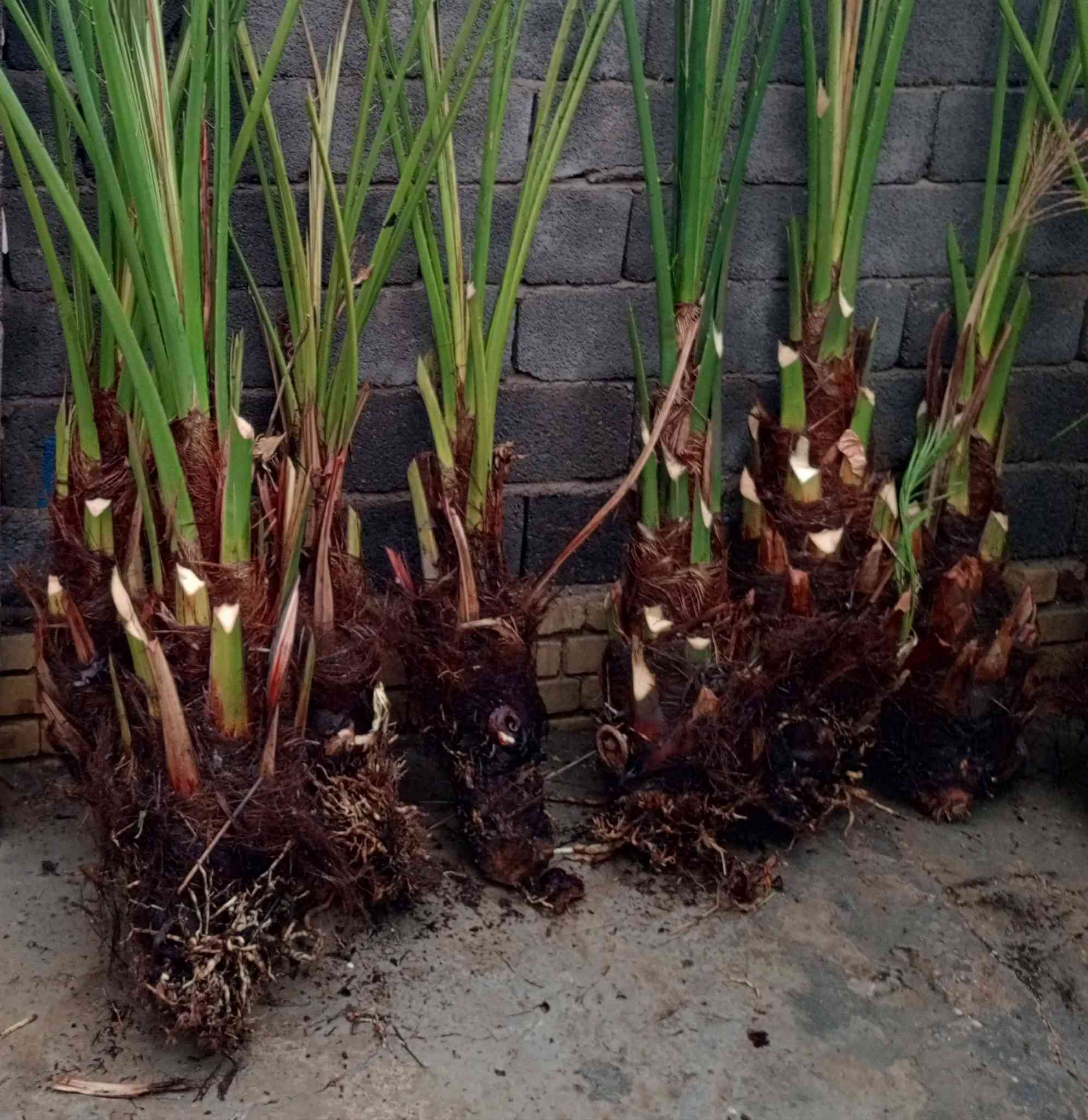 توجد انواع فسائل النخيل وباسعار مناسبة جدا مكاني كوت ***********
