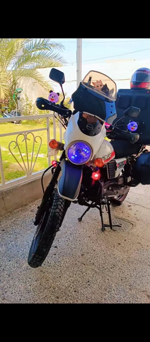 سلام عليكم دايوان رقم سنويه تحويل ثاني يوم دراجه 2023 ابيع هيه وغراضه برغي مافتح منه دراجه جديده ماصار تلث اشهر من نزلته رنبه سعر خاص


**إذا كنت صاحب هذا الإعلان وتريد حذفه لأي سبب، رجاءا أرسل رسالة إلى الدعم الفني**