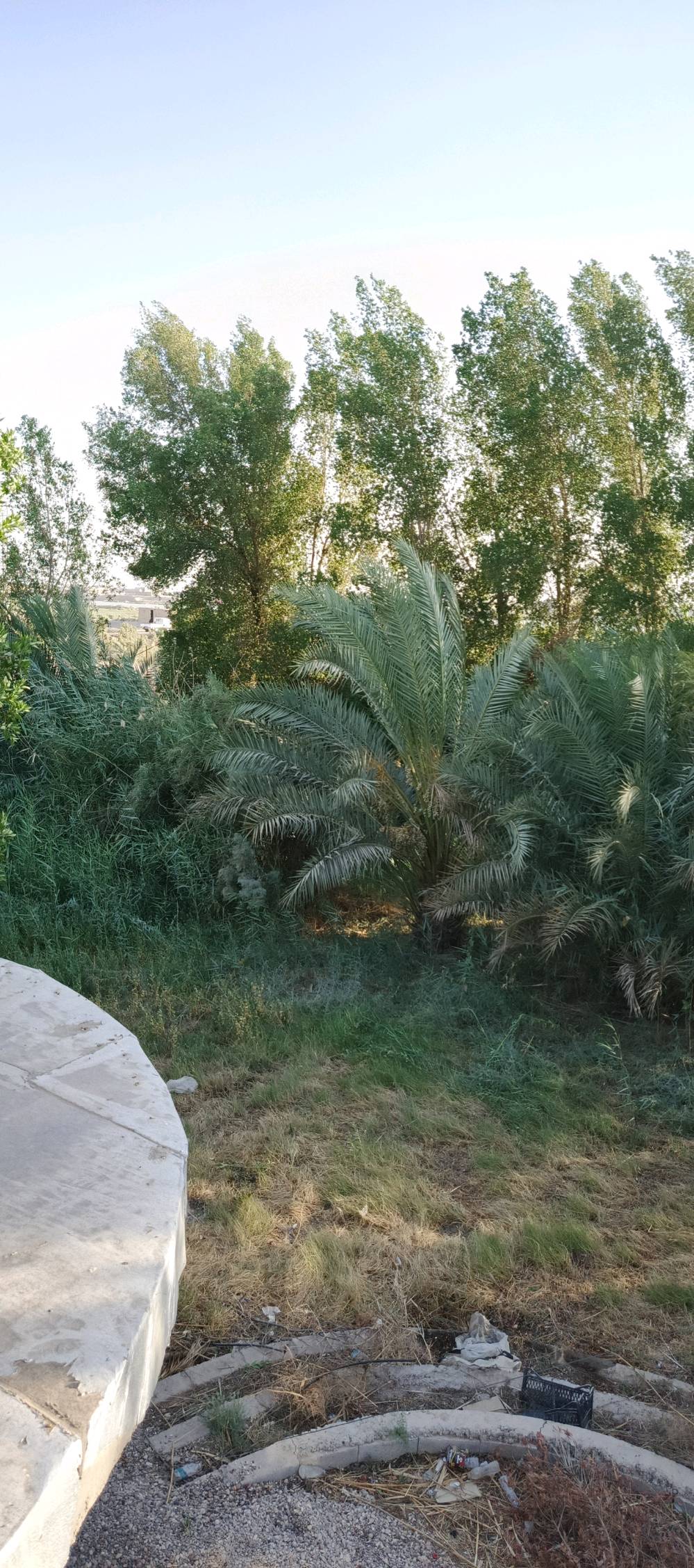 بستان على شط العرب مساحته 5 دونم يحتوي على بيت الأرض مسيجه جزء منه بلوك والباقي بي ارسي
تحتوي على نخل متعدد النوعيات وسدر بأنواعه تحتوي على بحيرات سمك ومكان لتربيه الحيوانات ما تتأثر بالمد الملحي الأرض عله شط العرب مباشره طابو زراعي عنوانه النشوه قرب قرية سيد علي نور