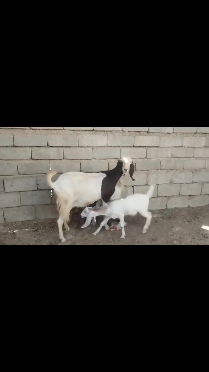 سلام عليكم من رخصت الادمن يوجد صخله شاميه سن وشطر وراها توم جدايه شرط النصاحه علا كل عيب مابيهن الاستفسار *********** / ***********
