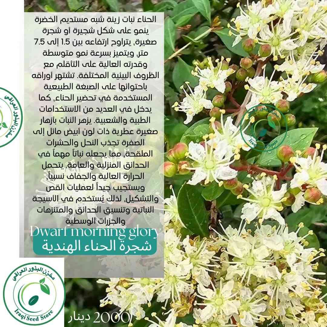 مجموعة جديدة من البذور  نوفر لكم في مخزن البذور العراقي  اندر أنواع البذور وأجودها بذور أزهار متنوعة تضيف جمال لحديقتك ومزرعتك تبدأ الاسعار من 1500_2000 دينار 
🥒 بذور خضراوات طازجة لزراعة منزلية ناجحة  
🌳 بذور أشجار مثمرة ونباتات زينة  
✨ أصناف نادرة ومميزة لهواة التميز  
✅ إنبات عالي ونتائج مضمونة  
✅ جودة مختارة بعناية  
📦 توصيل متوفر إلى جميع محافظات العراق 🇮🇶  
📩 اطلب الآن وابدأ موسمك بثقة 
1-للاطلاع على كل أنواع البذور الدخول الى قناة التليكرام https://t.me/Iraqiseedstore
‏2-‏اتبع هذا الرابط لمشاهدة الكتالوج الخاص بنا في واتساب: https://wa.me/c/9647886206979

🚚 خدمة توصيل متوفرة لكل محافظات العراق
