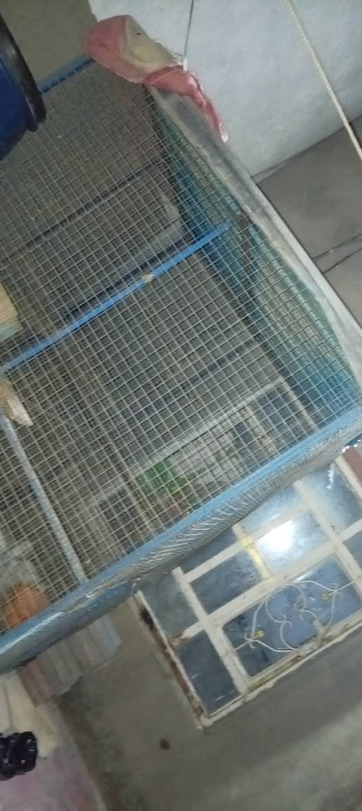 سلام عليكم شباب قفص مال حمام حديد تزكام المكان السماوه السعر خاص هاذه رقم بي اتصال ولا واتساب ***********
