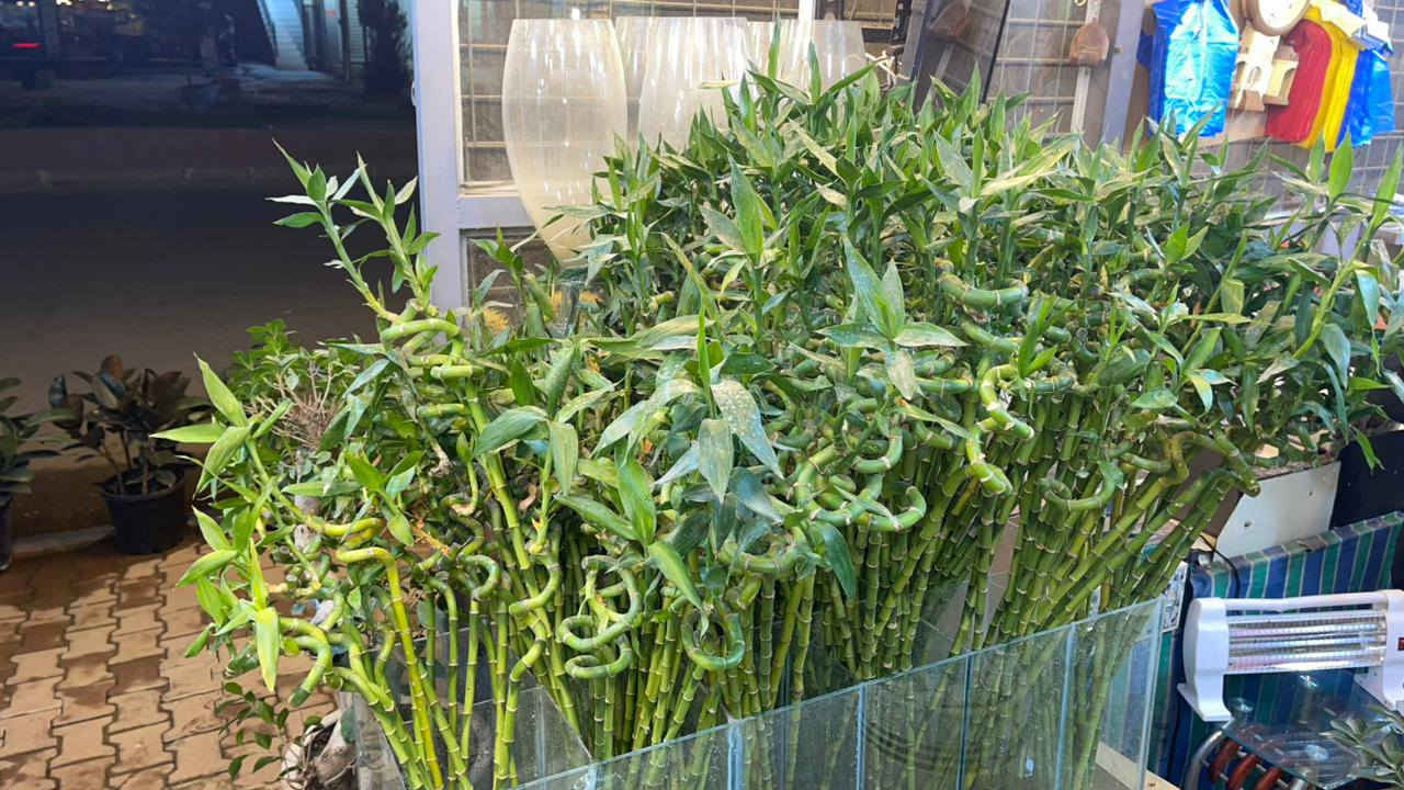 عاجل ...تصفية محل تصفية محل
نباتات راقية بأسعار مناسبة جدا 
العنوان واسطي مجاورة دائرة المعوقين 
رقم صاحب المحل ***********
