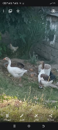 دجاج • فروجه