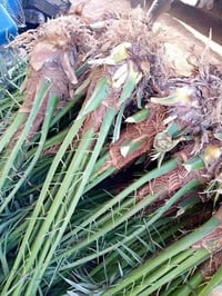برحي • ابو الخصيب • البصرة