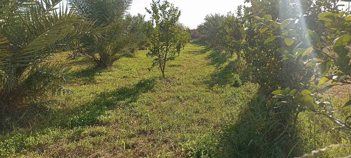 سلام عليكم يتوفر 3 دوانم سند 25 تحويل ثاني يوم بسم المشتري العنوان المدائن الجعاره  شارع سيد علي 
تفاصيل الاتصال وبيك خير ودلل بدارة أبو فهد العيساوي ***********
***********
