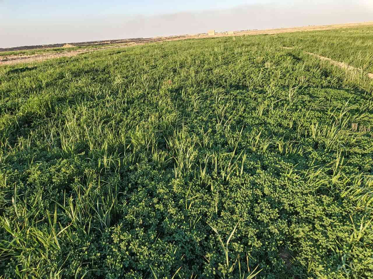 السلام عليكم جاير للبيع 30دونم المكان بابل الغزالي علمالح‏‪***********‬‏
