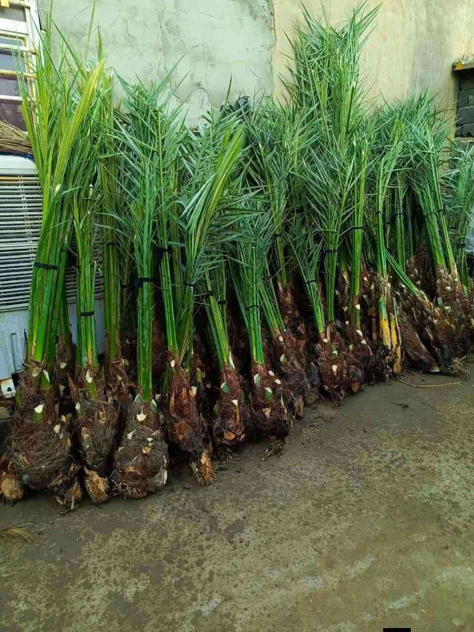 تتوفر لدينا كافة أنواع وصنوف فسائل النخيل الأصلية
نوفر تشكيلة مميزة من الفسائل بجميع الأصناف:
✔️ برحي
✔️ خستاوي
✔️ بريم
✔️ عمران
✔️ تبرزل
✔️ مكتوم
✔️ جمالي
✔️ اشرصي
✔️ بربن
✔️ حمراوي
✔️ شكر
✔️ شوثي أصفر

🔸 فسائل عراقية أصلية 100%

🌿 نضمن جميع أنواع الفسائل لعملائنا الكرام، بموثوقية عالية وخبرة في خدمة المزارع.
🌿 توفر كافة الأحجام حسب الطلب، مع خدمة توصيل لجميع محافظات العراق.
🌿 ضمان على الثمرة والتلقيح وتوفير الإدامة الكاملة للفسائل لسنوات، بالإضافة إلى الاستشارات الزراعية.

✔️ مستعدون للتجهيز للمؤسسات الحكومية والمشاتل وكافة المزارع الخاصة والعامة.
✔️ البيع بالجملة والمفرد مع ضمان النقل والزراعة.

للحجز والاستفسار، تواصلوا معنا عبر الزر أسفل المنشور أو من خلال الاتصال على الأرقام التالية:
📞 ***********
