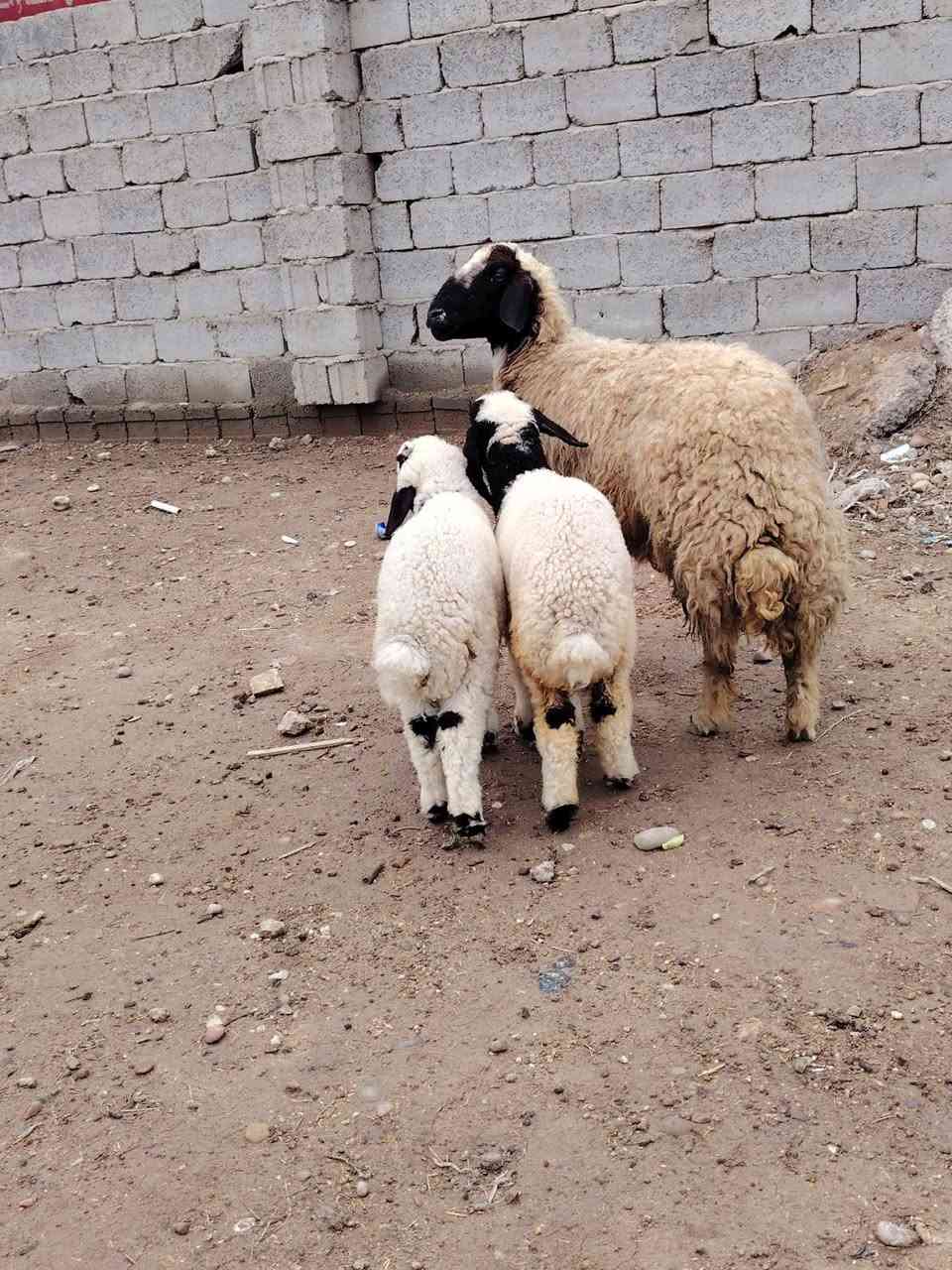 إسلام عليكم إخوان  نعاج ٢  توأمات إصايل مكفولات وراجين المكان بغداد التاجي خاص ماكو شراي يخابر  ***********      ***********
