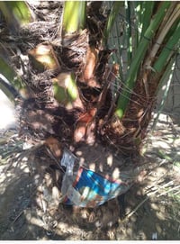 برحي • ابي الخصيب حمدان • مجذر بطينته