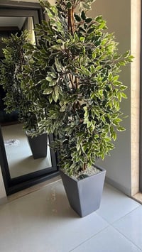 شجرة • حلوة • جديدة