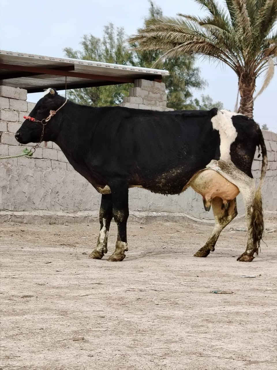 يالله تبارك الرحمن
اخوان مطفل وراها فحل عجل هولندي وتوه اخذت لفحل دابه تحلب 10 كيلوات الصبح والعصر 8 تجي تحلب وتقتنع وشيل شرط الحليب ودسامه هاي مال بيت امانت الله حلابه ودسمه امينه اي شخص يحلبه #لسعر2700 مكان بابل شوملي ***********////*********** لاثير بي واتسااب
