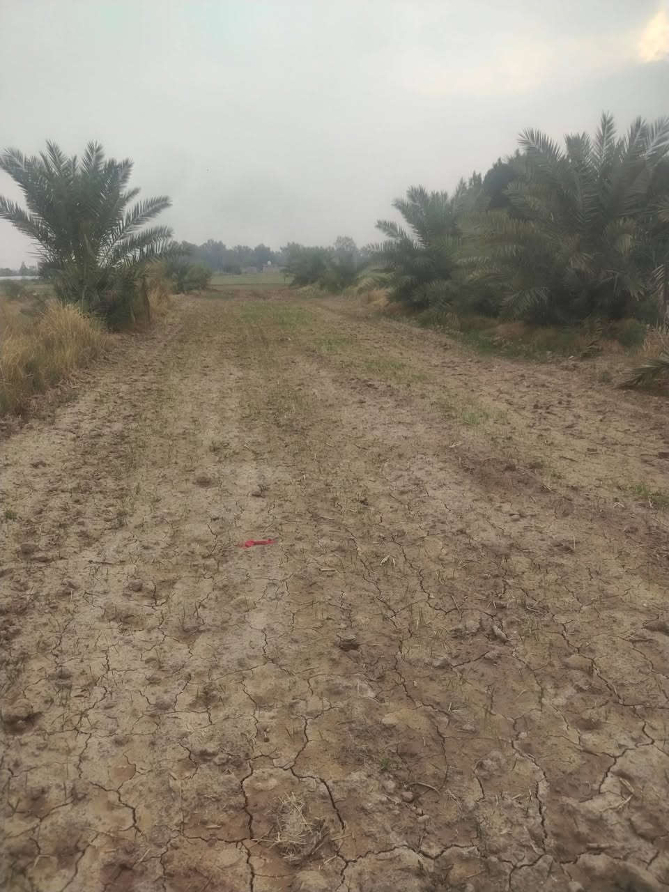 سلام عليكم الارض البيع موقعه فرع الزيوت بلحميره غريب ع بيت محسن جعازج مساحه 5 دونم ماي متوفر دامن شتاء وصيف عليه نهرين ماي بيت جاهزه السكن بيه نخل شويتي كله يحمل مزروعه حطنه رقم  ***********
